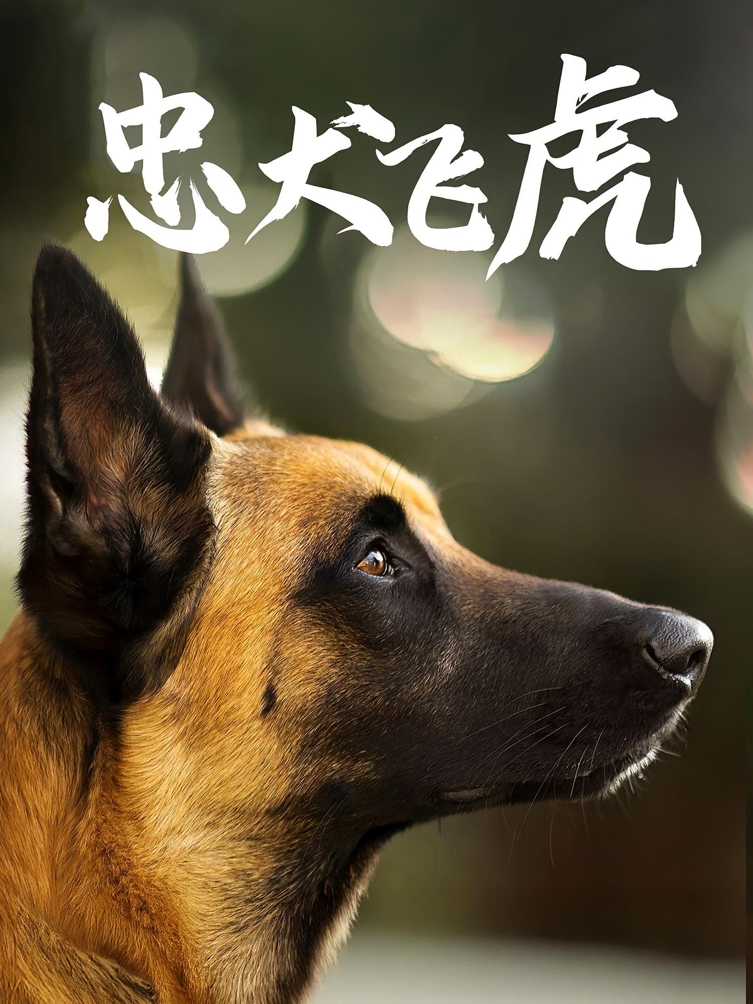 热门短剧忠犬飞虎33集吴桂洲谭镁纶主演 全集完整版免费在线观看未删减版 百度网盘夸克网盘资源速存分享下载 第1张 热门短剧忠犬飞虎33集吴桂洲谭镁纶主演 全集完整版免费在线观看未删减版 百度网盘夸克网盘资源速存分享下载 第1张